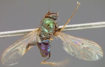 Media type: image;   Entomology 12900 Aspect: habitus dorsal view